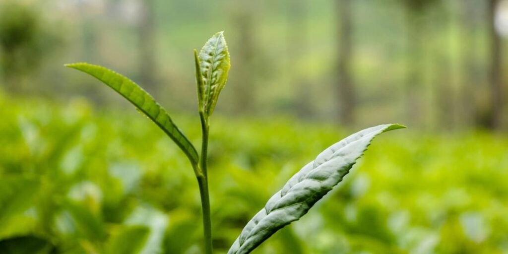 Tea leaves
